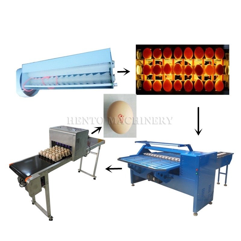 Egg Grading, Candling & Packing Line industrial reference
